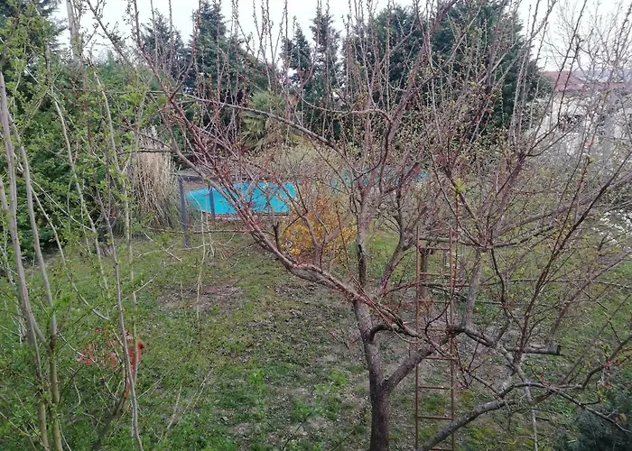 Camomilla Проживание в семье *