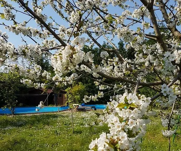 Camomilla Проживание в семье Равенна